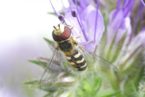 Scaeva pyrastri